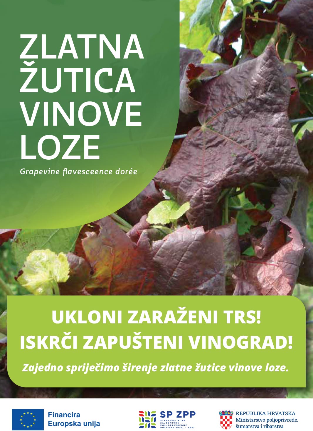 Pojava žutice vinove loze